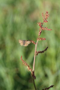 <i>Erynnis tages</i>