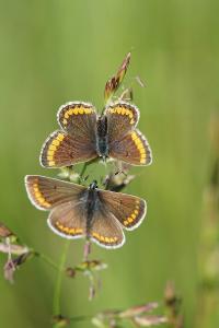 <i>Aricia agestis</i>
