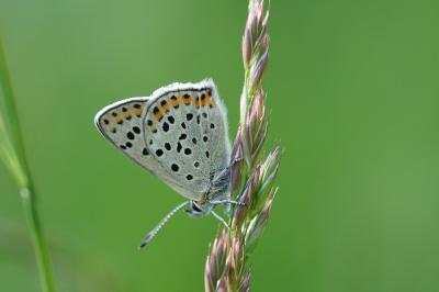 <i>Lycaena tityrus</i>