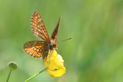<i>Euphydryas aurinia</i>
