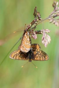 <i>Euphydryas aurinia</i>