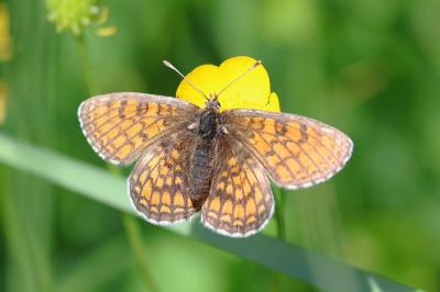 <i>Melitaea parthenoides</i>