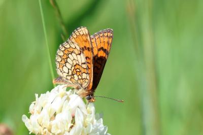 <i>Melitaea parthenoides</i>