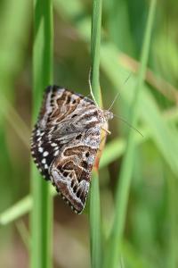 <i>Euclidia mi</i>