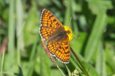 <i>Melitaea parthenoides</i>
