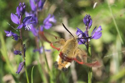<i>Hemaris fuciformis</i>