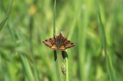 <i>Euclidia glyphica</i>