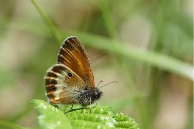 <i>Coenonympha arcania</i>