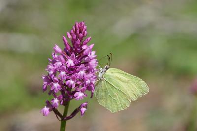 <i>Gonepteryx rhamni</i>
