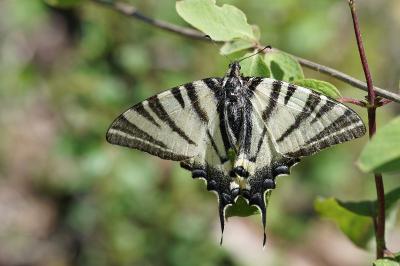 <i>Iphiclides podalirius</i>