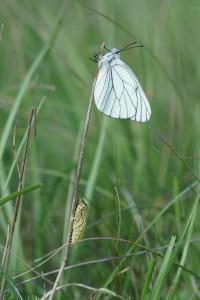 <i>Aporia crataegi</i>