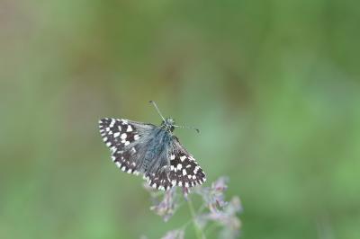 <i>Pyrgus malvae</i>