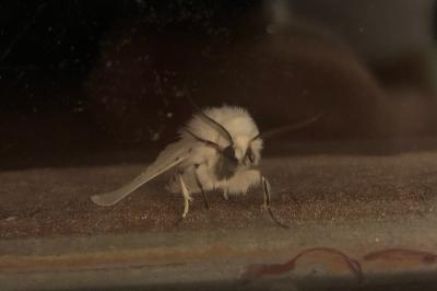 <i>Spilosoma lubricipeda</i>
