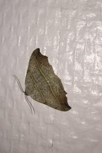 <i>Laspeyria flexula</i>