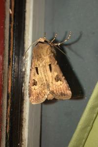 <i>Agrotis exclamationis</i>