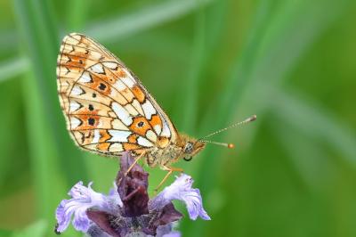 <i>Boloria selene</i>