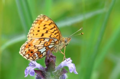 <i>Boloria selene</i>