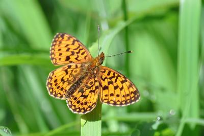 <i>Boloria selene</i>