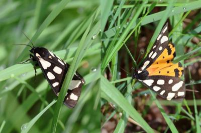 <i>Arctia villica</i>