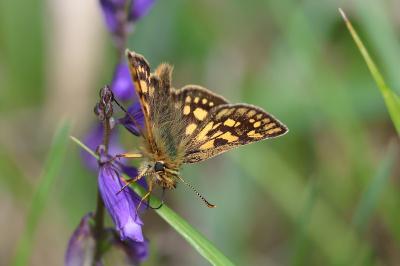 <i>Carterocephalus palaemon</i>