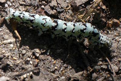 <i>Catocala promissa</i>