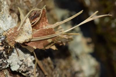<i>Canephora hirsuta</i>