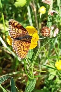 <i>Melitaea parthenoides</i>