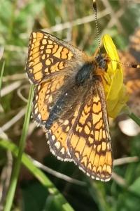 <i>Euphydryas aurinia</i>