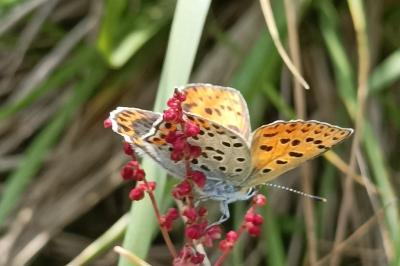 <i>Lycaena tityrus</i>
