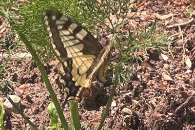 <i>Papilio machaon</i>