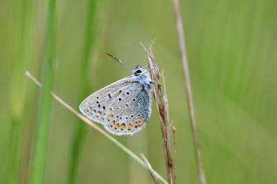 <i>Polyommatus icarus</i>