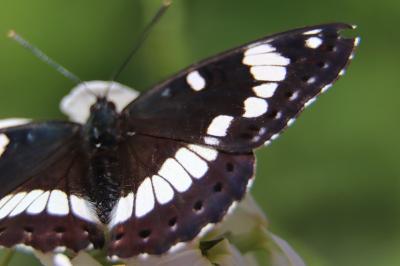 <i>Limenitis reducta</i>