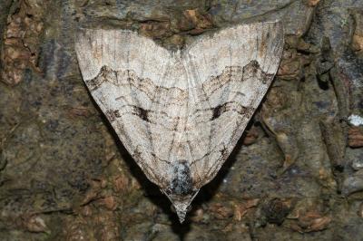 <i>Aplocera plagiata</i>