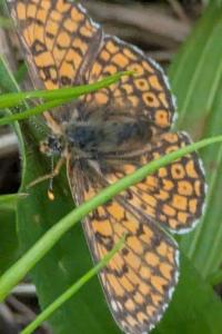 <i>Melitaea cinxia</i>