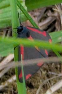 <i>Tyria jacobaeae</i>