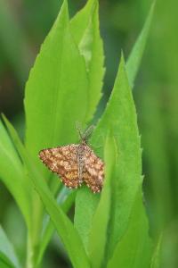 <i>Ematurga atomaria</i>
