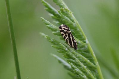 <i>Emmelia trabealis</i>