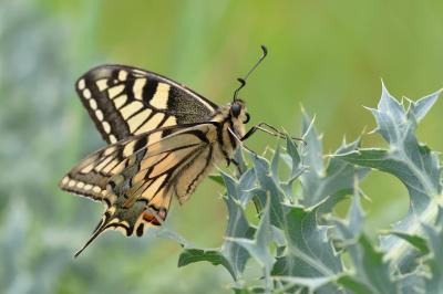 <i>Papilio machaon</i>