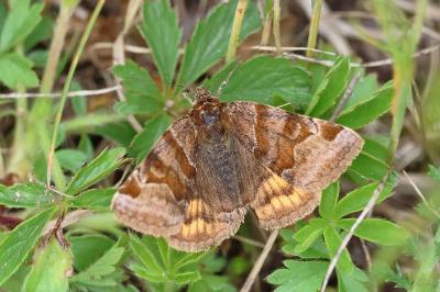 <i>Euclidia glyphica</i>
