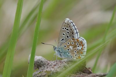 <i>Lysandra bellargus</i>