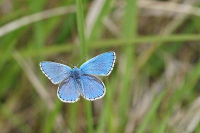 <i>Lysandra bellargus</i>
