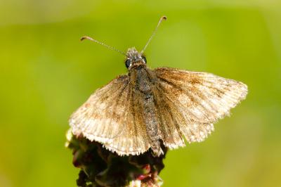 <i>Erynnis tages</i>