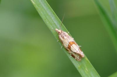 <i>Aethes hartmanniana</i>