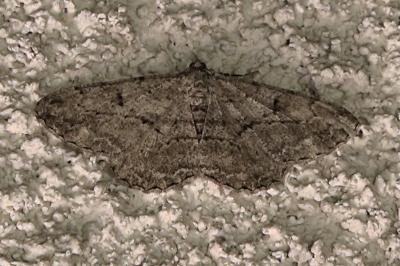 <i>Peribatodes rhomboidaria</i>