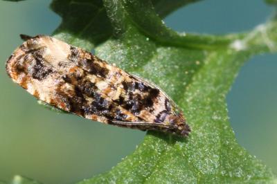 <i>Endothenia oblongana</i>
