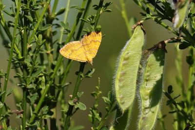 <i>Camptogramma bilineata</i>