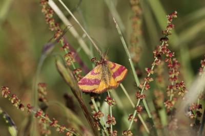 <i>Lythria cruentaria</i>