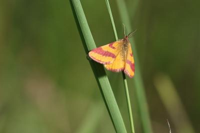 <i>Lythria cruentaria</i>