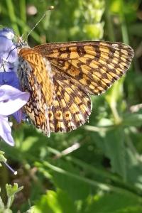 <i>Melitaea cinxia</i>