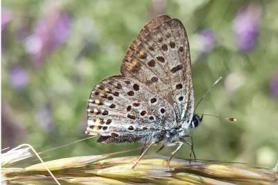 <i>Lycaena tityrus</i>